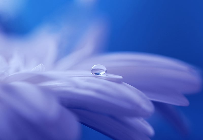 Whispers in the Wind